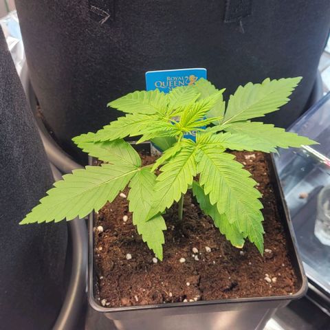 Monster Mom growlog timeline photo