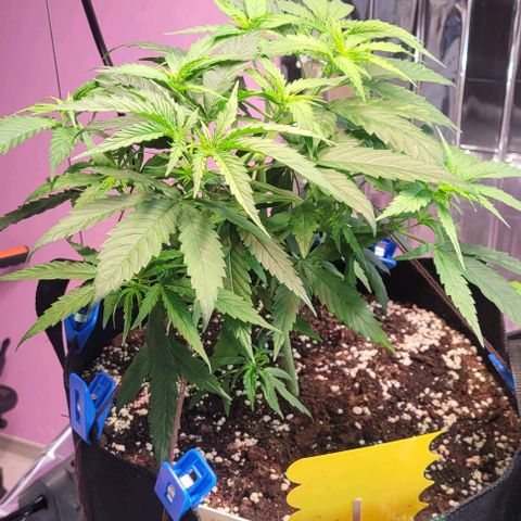Beast growlog timeline photo