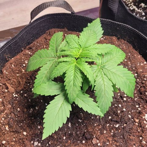 Monster Mom growlog timeline photo