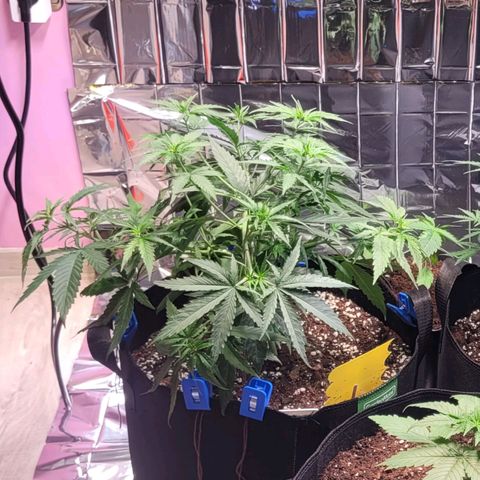Beast growlog timeline photo
