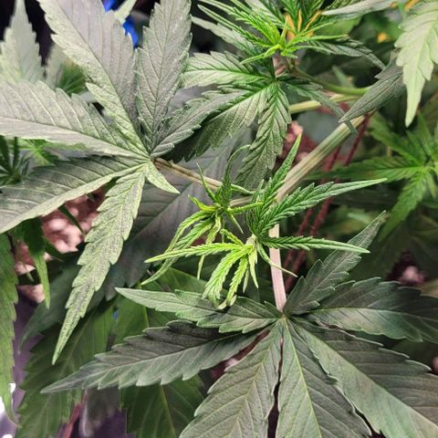 Beast growlog timeline photo
