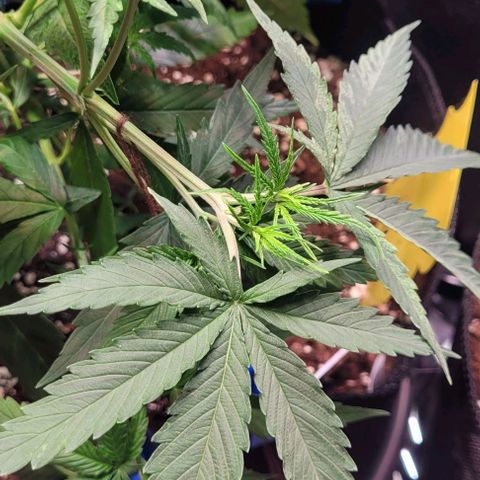 Beast growlog timeline photo