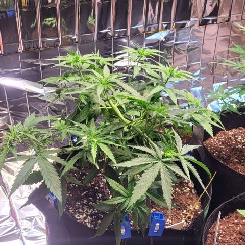Beast growlog timeline photo