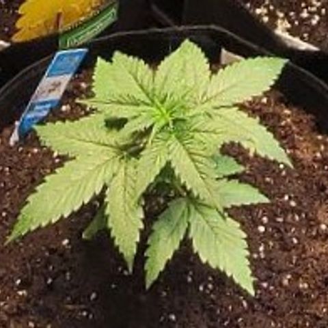 Monster Mom growlog timeline photo