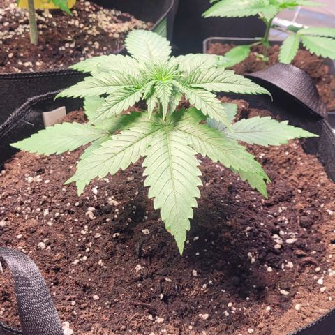 Monster Mom growlog timeline photo