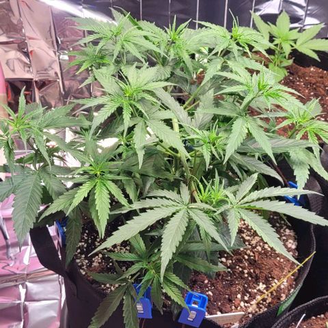Beast growlog timeline photo
