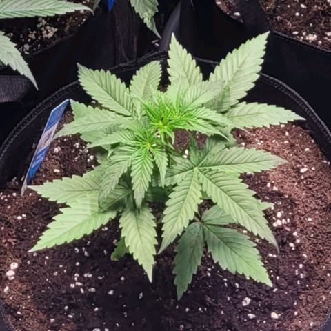 Monster Mom growlog timeline photo