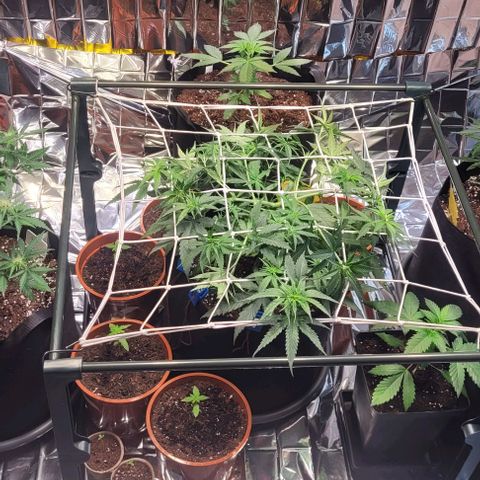 Beast growlog photo: Netz aufgestellt und Pflanze "vernetzt"