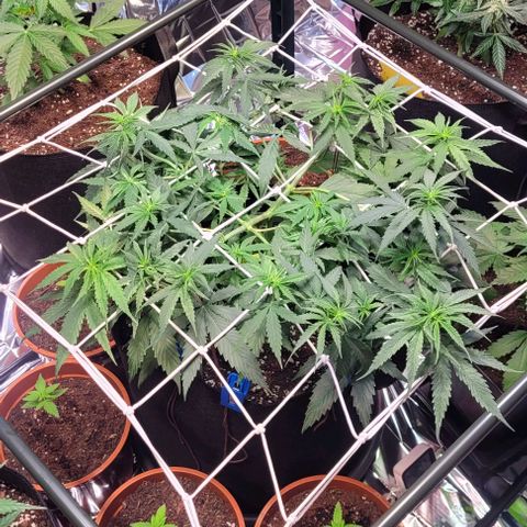 Beast growlog timeline photo