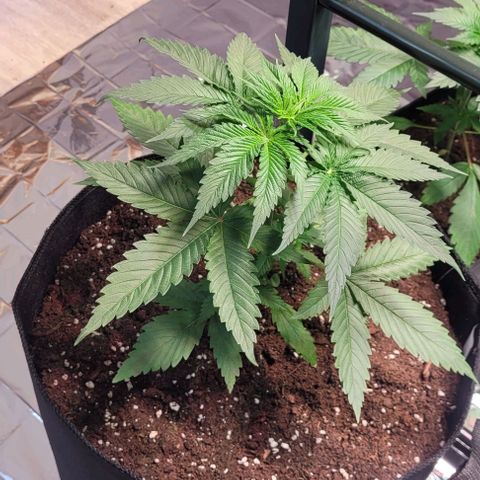 Monster Mom growlog timeline photo