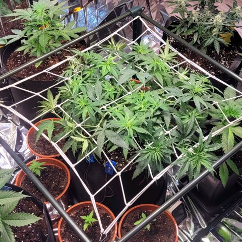 Beast growlog timeline photo