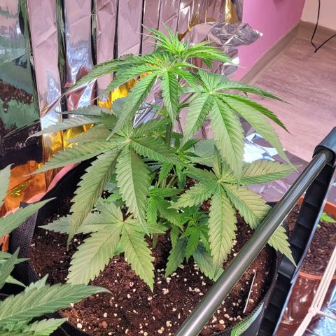 Monster Mom growlog timeline photo