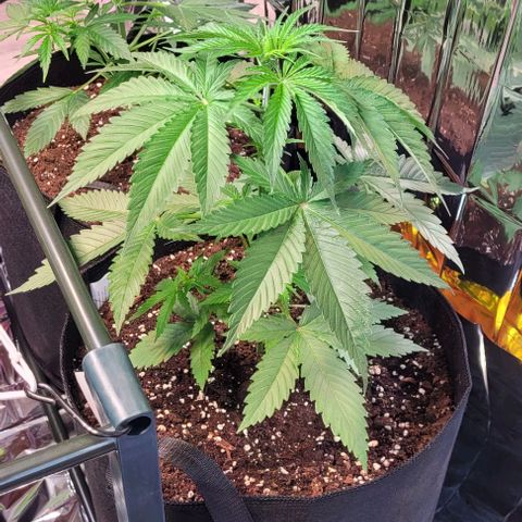 Monster Mom growlog timeline photo