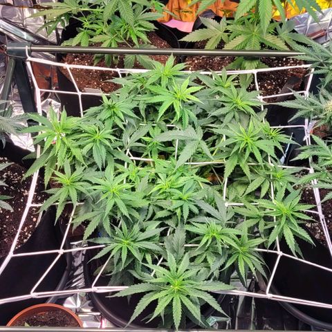 Beast growlog timeline photo