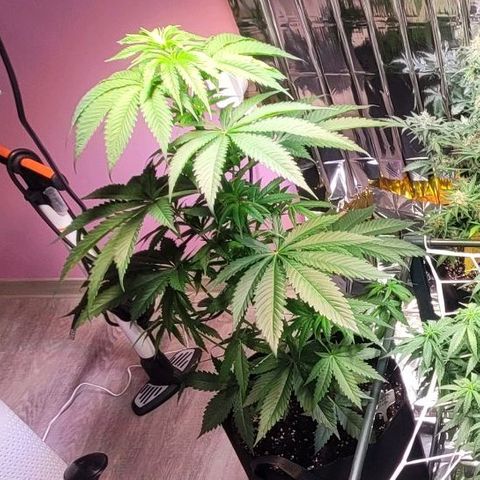 Monster Mom growlog timeline photo