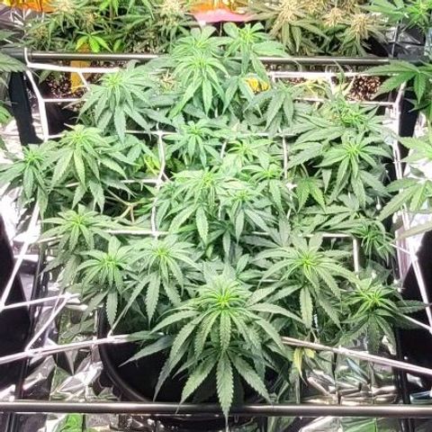 Beast growlog timeline photo