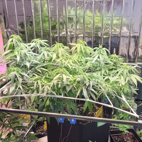 Beast growlog timeline photo