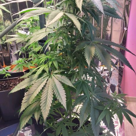 Monster Mom growlog timeline photo