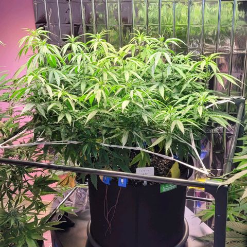 Beast growlog timeline photo