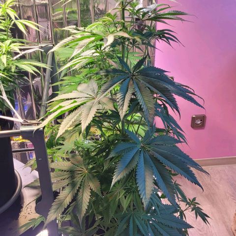 Monster Mom growlog timeline photo