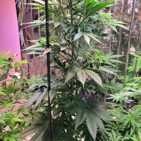 Monster Mom growlog timeline photo