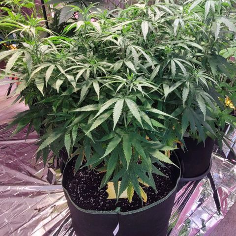 Beast growlog timeline photo