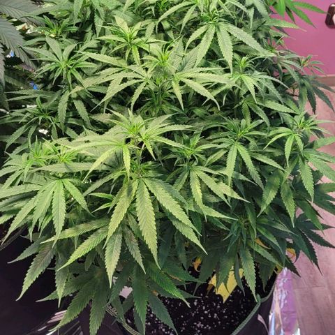 Beast growlog timeline photo