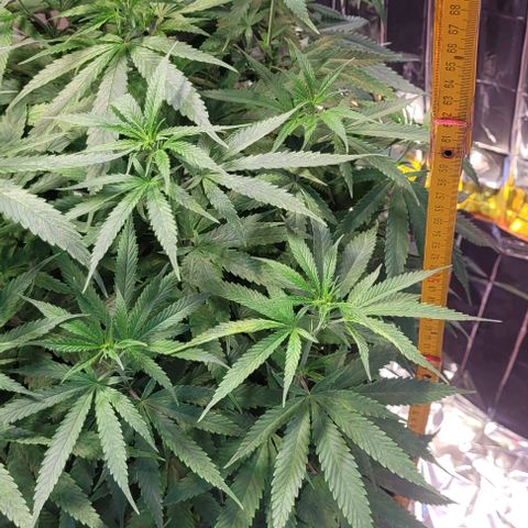 Beast growlog timeline photo