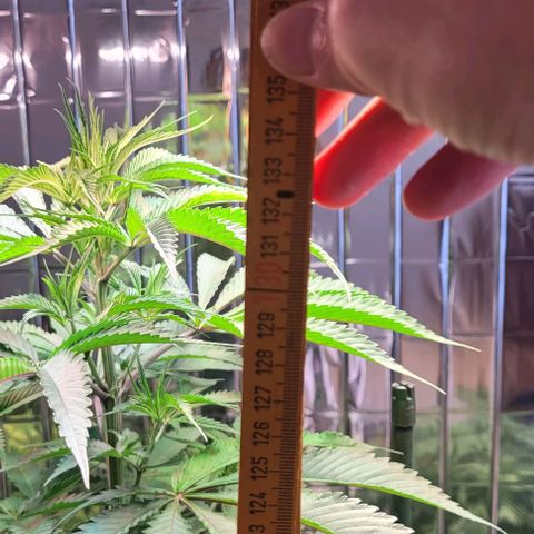 Monster Mom growlog timeline photo