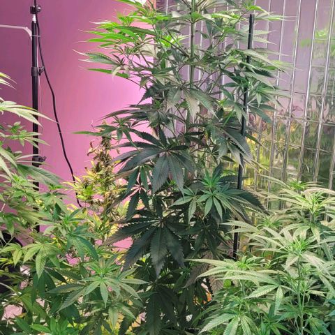 Monster Mom growlog timeline photo