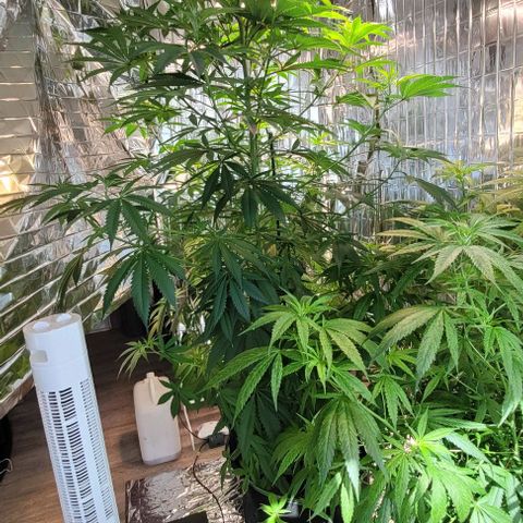 Monster Mom growlog timeline photo