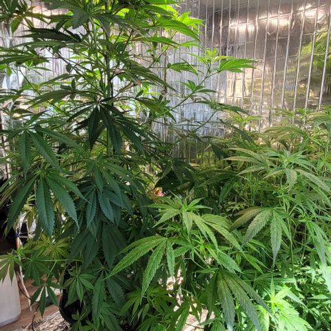 Monster Mom growlog timeline photo