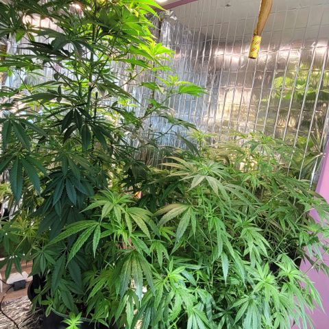 Beast growlog timeline photo