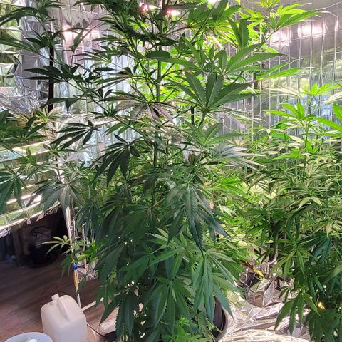 Monster Mom growlog timeline photo