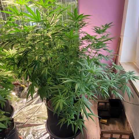 Beast growlog timeline photo