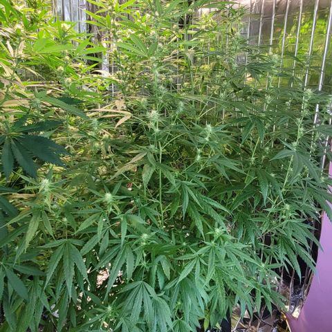 Beast growlog timeline photo