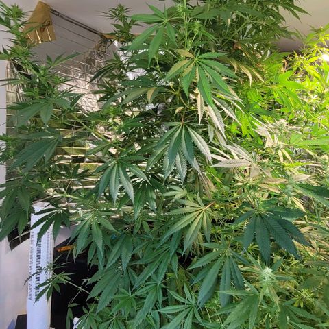 Monster Mom growlog timeline photo