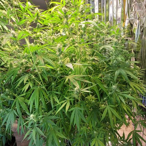 Beast growlog timeline photo