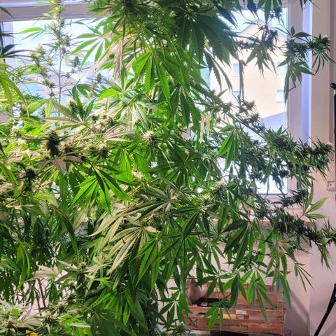 Monster Mom growlog timeline photo