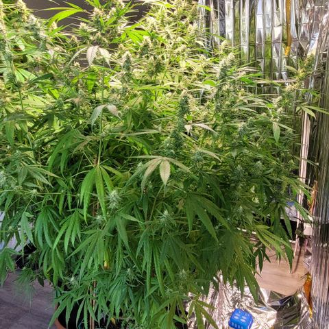 Beast growlog timeline photo