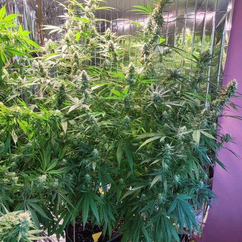 Beast growlog timeline photo