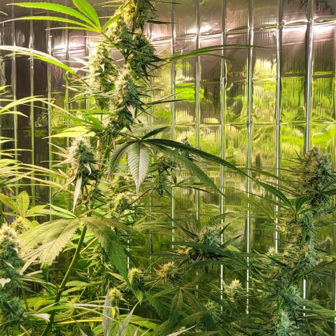Beast growlog timeline photo
