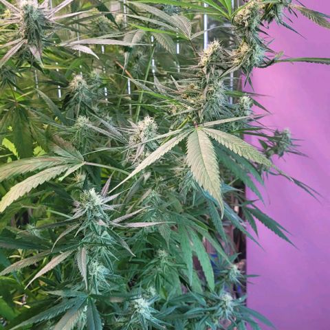 Beast growlog timeline photo
