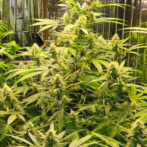 Beast growlog timeline photo