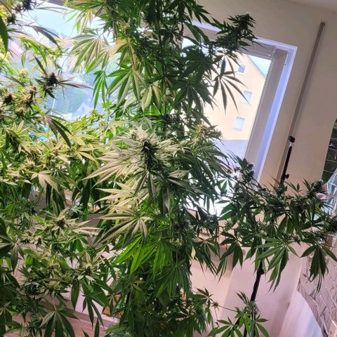 Monster Mom growlog timeline photo