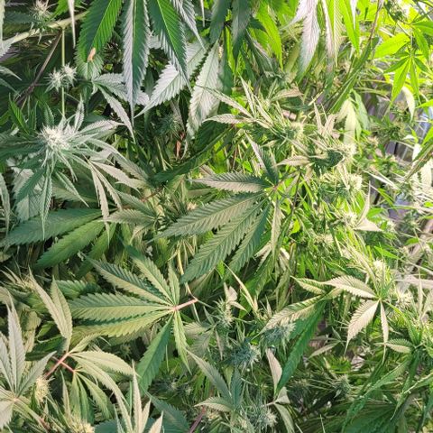 Monster Mom growlog timeline photo