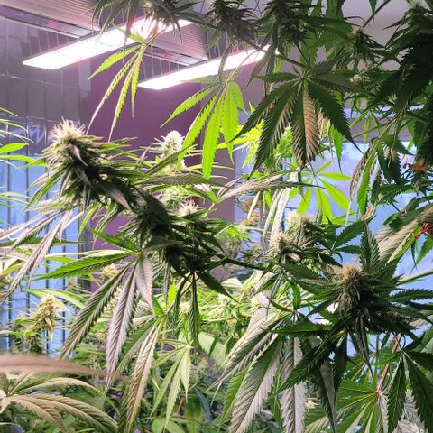Monster Mom growlog timeline photo