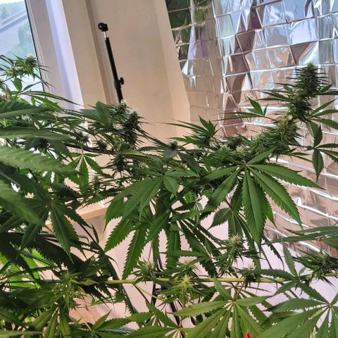 Monster Mom growlog timeline photo