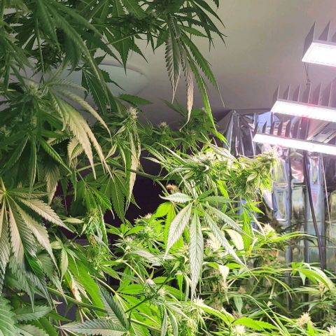 Monster Mom growlog timeline photo