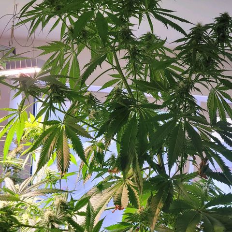 Monster Mom growlog timeline photo